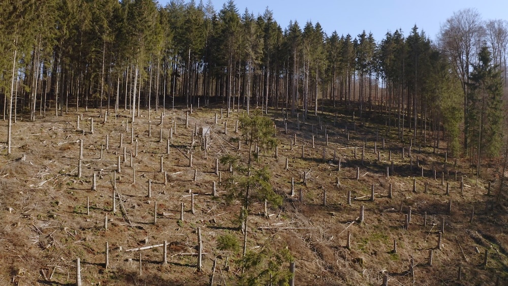 Kahlschlagfläche am Waldrand verdeutlicht Herausforderungen für nachhaltige Forstwirtschaft
