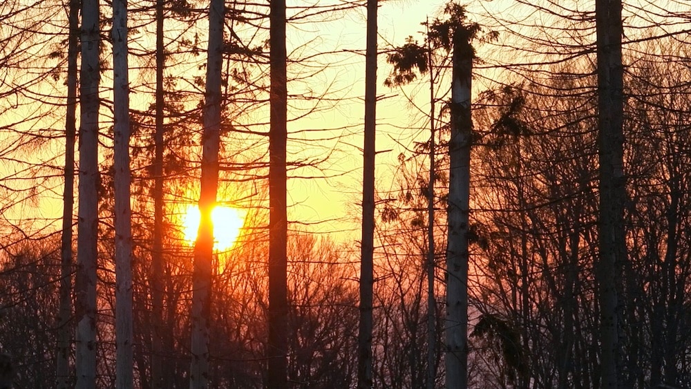 Die untergehende Sonne strahlt zwischen den Stämmen eines Waldes hindurch